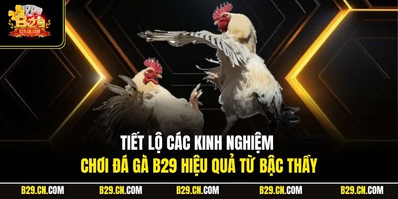 Tiết lộ các kinh nghiệm chơi đá gà B29 hiệu quả từ bậc thầy